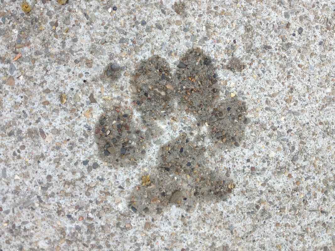 The Importance of Teamwork in Tracker's Missions