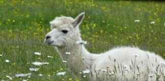 Uncuymaza: What It Is and Why It’s Gaining Attention Uncuymaza: What It Is and Why It’s Gaining Attention