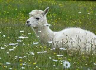 Uncuymaza: What It Is and Why It’s Gaining Attention Uncuymaza: What It Is and Why It’s Gaining Attention