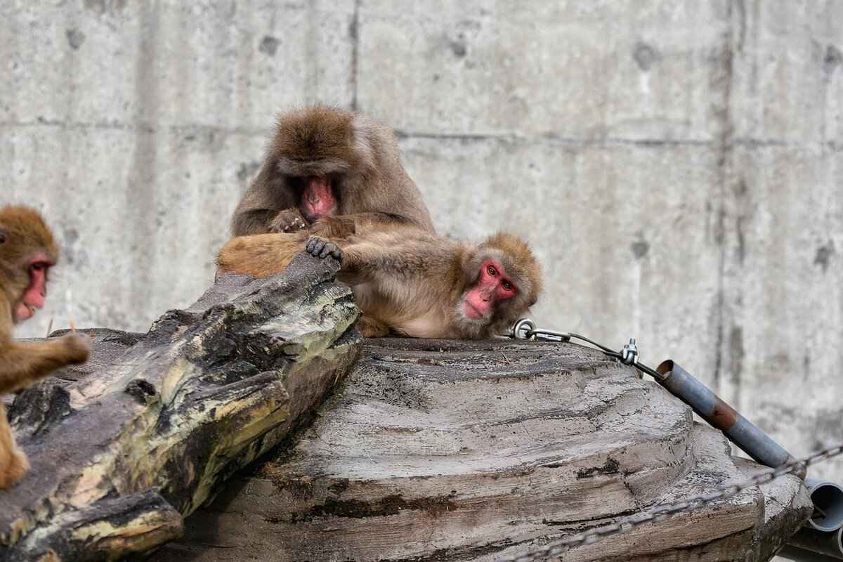 Understanding the Asian Foot Massage Phenomenon for Better Health 3 Common Techniques Used in Asian Foot Massage