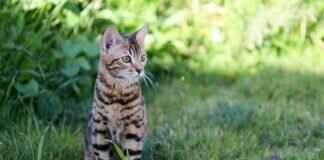 Understanding the Cultural Significance of Santiniketan in West Bengal Understanding the Cultural Significance of Santiniketan in West Bengal