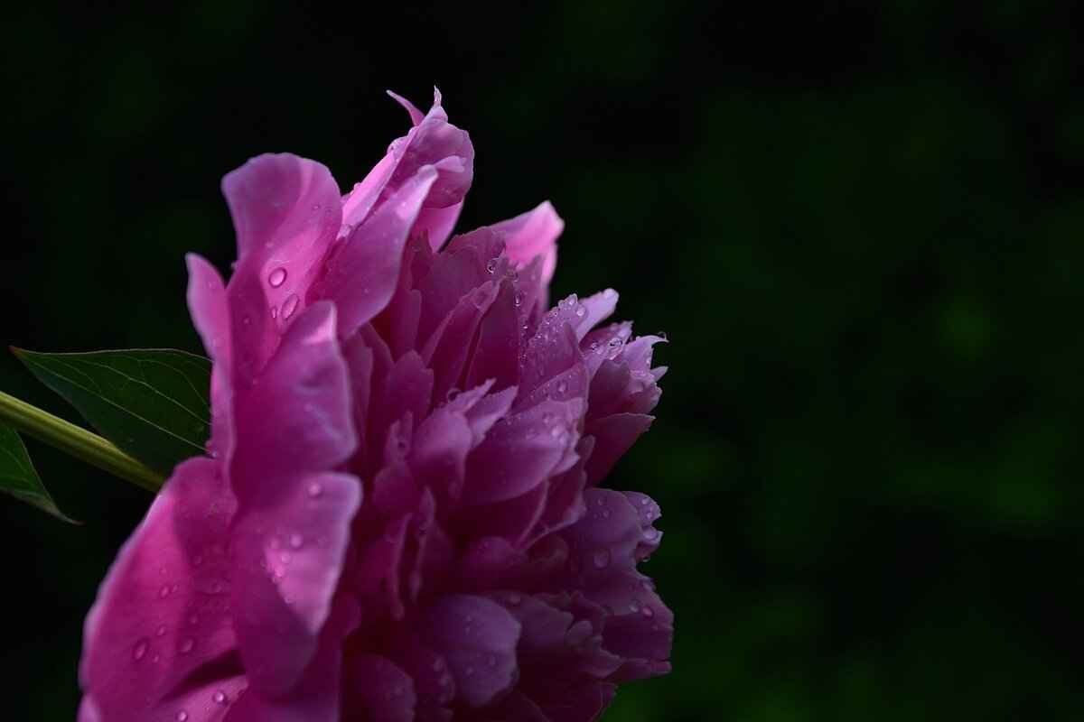 Understanding the West Bengal State Lottery: How It Works and Tips for Winning 5 Legal Regulations Surrounding the West Bengal Lottery