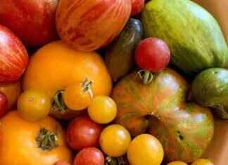 Unique Tomato Varieties: Where to Find Exciting Options for Your Garden unique-tomato-varieties-where-to-find-exciting-options-for-your-garden