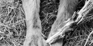 Upcoming Paw Patrol Movies & Spin-Offs Upcoming Paw Patrol Movies & Spin-Offs