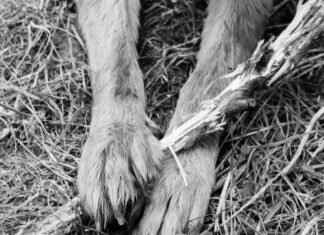 Upcoming Paw Patrol Movies & Spin-Offs Upcoming Paw Patrol Movies & Spin-Offs