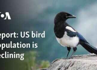 US Bird Population Decline Report: Key Findings and Implications us-bird-population-decline-report-key-findings-and-mplications