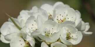 Using a Mortar and Pestle in Thai Cooking: Why It Matters Using a Mortar and Pestle in Thai Cooking: Why It Matters