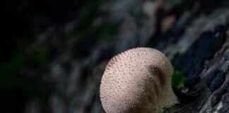 Vada Pav: The Mumbai Burger That’s Taking Over the World Vada Pav: The Mumbai Burger That’s Taking Over the World