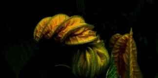 Vegetable Du Jour: Meaning & How to Use It in Menus Vegetable Du Jour: Meaning & How to Use It in Menus