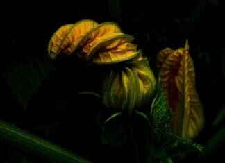 Vegetable Du Jour: Meaning & How to Use It in Menus Vegetable Du Jour: Meaning & How to Use It in Menus