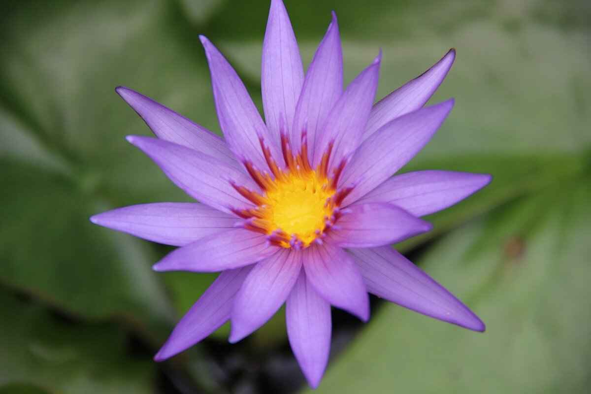 Venturing into the World of Asian Sex and Massage 3 Shiatsu: The Art of Japanese Massage