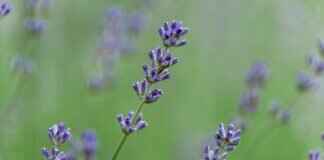 W.Dressroom: Why This Fragrance Brand is Trending in Sports Culture W.Dressroom: Why This Fragrance Brand is Trending in Sports Culture