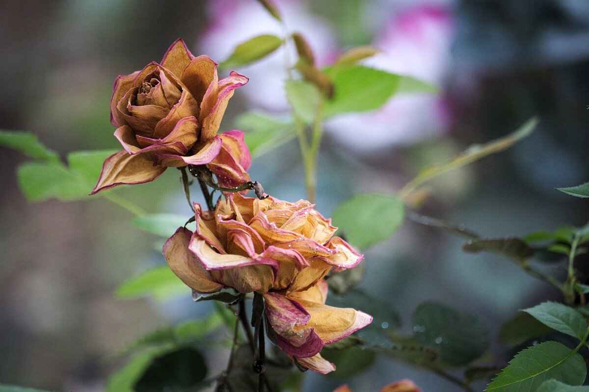 Consumer Reviews and Feedback