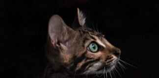 West Bengal Health Scheme: How It’s Impacting the State’s Healthcare West Bengal Health Scheme: How It’s Impacting the State’s Healthcare