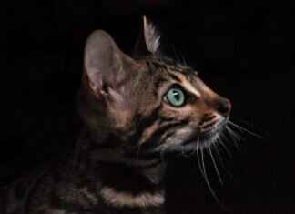 West Bengal Health Scheme: How It’s Impacting the State’s Healthcare West Bengal Health Scheme: How It’s Impacting the State’s Healthcare