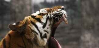 West Bengal News in Hindi: Top Headlines You Should Follow West Bengal News in Hindi: Top Headlines You Should Follow