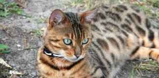 West Bengal’s Chief Minister Mamata Banerjee: Her Journey and Achievements West Bengal’s Chief Minister Mamata Banerjee: Her Journey and Achievements