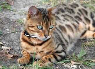 West Bengal’s Chief Minister Mamata Banerjee: Her Journey and Achievements West Bengal’s Chief Minister Mamata Banerjee: Her Journey and Achievements