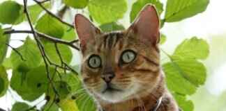 West Bengal’s Educational System: What Sets It Apart from the Rest of India West Bengal’s Educational System: What Sets It Apart from the Rest of India