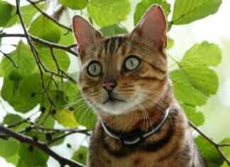 West Bengal’s Educational System: What Sets It Apart from the Rest of India West Bengal’s Educational System: What Sets It Apart from the Rest of India