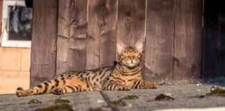 West Bengal’s Impact on the Indian Film Industry: Key Contributions West Bengal’s Impact on the Indian Film Industry: Key Contributions