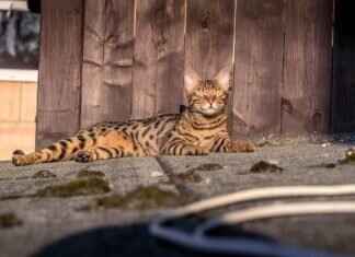 West Bengal’s Impact on the Indian Film Industry: Key Contributions West Bengal’s Impact on the Indian Film Industry: Key Contributions