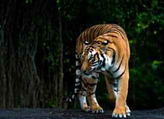 What Are the Best Adventure Activities in West Bengal? What Are the Best Adventure Activities in West Bengal?