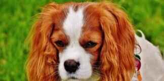 What Are the Dog Bite Levels? Understanding the Severity of Bites What Are the Dog Bite Levels? Understanding the Severity of Bites