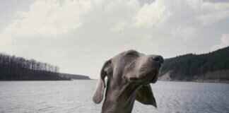 What Are the Most Aggressive Dog Breeds? Myths vs. Facts What Are the Most Aggressive Dog Breeds? Myths vs. Facts