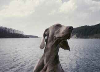 What Are the Most Aggressive Dog Breeds? Myths vs. Facts What Are the Most Aggressive Dog Breeds? Myths vs. Facts