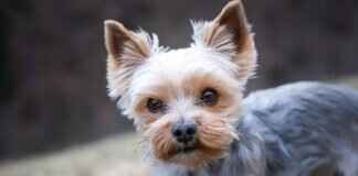 What Are the Signs of an Infected Dog Bite? What Are the Signs of an Infected Dog Bite?