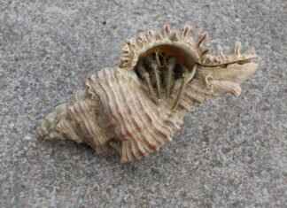 What Can I Do If My Tenant Doesn’t Pay Rent? What Can I Do If My Tenant Doesn’t Pay Rent?