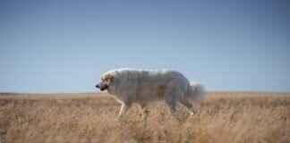 What Do Flea Bites Look Like on Dogs? A Guide for Pet Owners What Do Flea Bites Look Like on Dogs? A Guide for Pet Owners