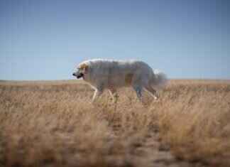 What Do Flea Bites Look Like on Dogs? A Guide for Pet Owners What Do Flea Bites Look Like on Dogs? A Guide for Pet Owners