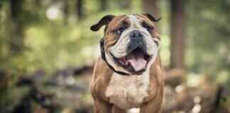 Köpeklerde Pire Isırıkları Nasıl Görünür? Bir Rehber Köpeklerde Pire Isırıkları Nasıl Görünür? Bir Rehber