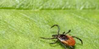 What Does a Tick Bite Look Like on a Dog? Symptoms to Watch For What Does a Tick Bite Look Like on a Dog? Symptoms to Watch For