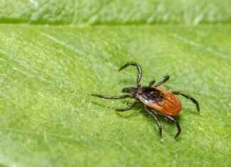 What Does a Tick Bite Look Like on a Dog? Symptoms to Watch For What Does a Tick Bite Look Like on a Dog? Symptoms to Watch For