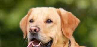 Köpeğin En Güçlü Isırığı Hangi Köpekte? Köpek Isırık Gücü Üzerine Bir Bakış Köpeğin En Güçlü Isırığı Hangi Köpekte? Köpek Isırık Gücü Üzerine Bir Bakış