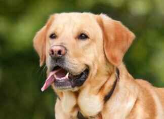 Köpeğin En Güçlü Isırığı Hangi Köpekte? Köpek Isırık Gücü Üzerine Bir Bakış Köpeğin En Güçlü Isırığı Hangi Köpekte? Köpek Isırık Gücü Üzerine Bir Bakış