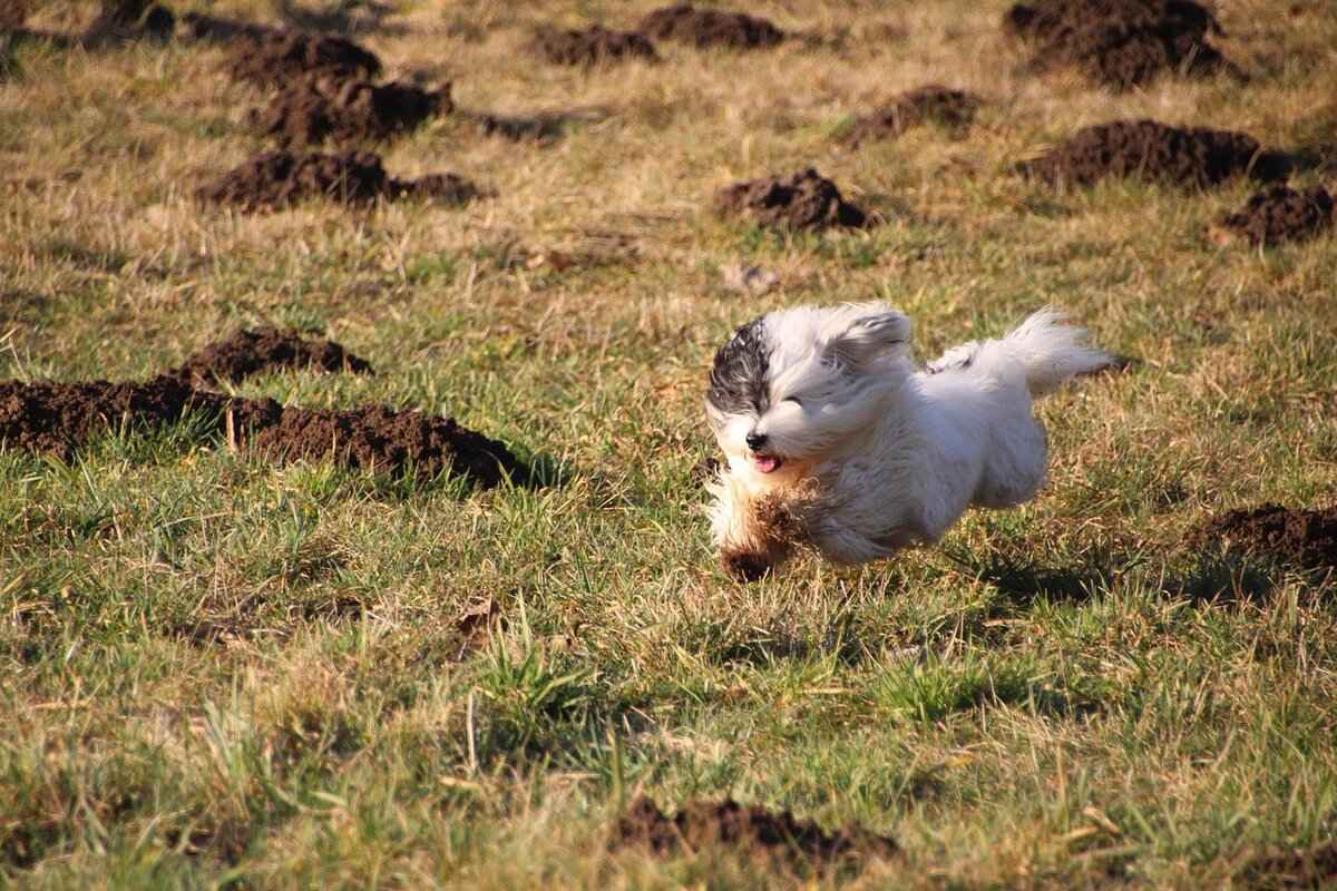 What Dog Has the Strongest Bite? A Look at Canine Bite Force 5 Conclusion: Understanding the Implications of Bite Force