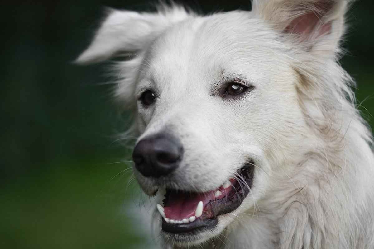 What Dogs Have the Strongest Bite? A Scientific Analysis 1 Understanding Canine Bite Force