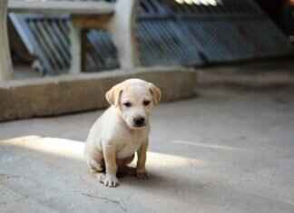 What Evidence Do You Need for a Dog Bite Case? What Evidence Do You Need for a Dog Bite Case?