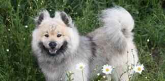 Köpek Isırma Davasında Hangi Kanıtlara İhtiyacınız Var? Köpek Isırma Davasında Hangi Kanıtlara İhtiyacınız Var?