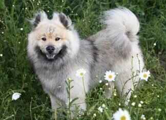 Köpek Isırma Davasında Hangi Kanıtlara İhtiyacınız Var? Köpek Isırma Davasında Hangi Kanıtlara İhtiyacınız Var?