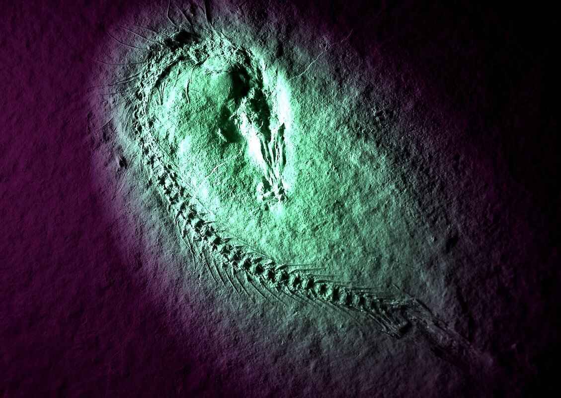 What Is a Forced Share in Inheritance Law? 2 The Legal Basis for Forced Shares