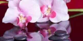 What Makes Asian Massage Techniques So Effective and Popular? What Makes Asian Massage Techniques So Effective and Popular?