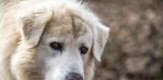 What to Do After a Dog Bite – A Step-by-Step Legal Guide What to Do After a Dog Bite – A Step-by-Step Legal Guide