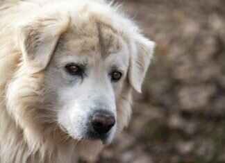 What to Do After a Dog Bite – A Step-by-Step Legal Guide What to Do After a Dog Bite – A Step-by-Step Legal Guide