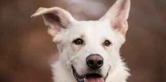 Arı Sokması Durumunda Köpeğinize Ne Yapmalısınız? – Hızlı Rahatlama İpuçları Arı Sokması Durumunda Köpeğinize Ne Yapmalısınız? – Hızlı Rahatlama İpuçları