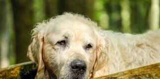 What to Do If a Dog Bites Another Dog at the Park What to Do If a Dog Bites Another Dog at the Park